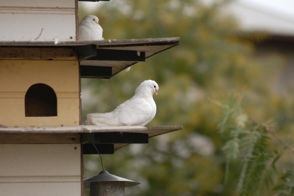 The Dove Cote Bed & Breakfast Tanunda Exterior photo